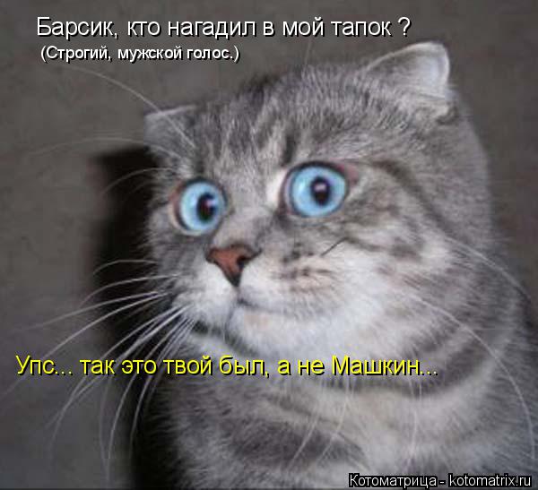 Котоматрица: Барсик, кто нагадил в мой тапок ? (Строгий, мужской голос.) Упс... так это твой был, а не Машкин...