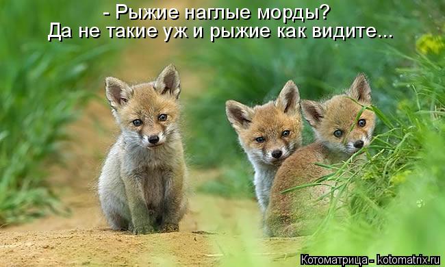 Котоматрица: - Рыжие наглые морды? Да не такие уж и рыжие как видите...