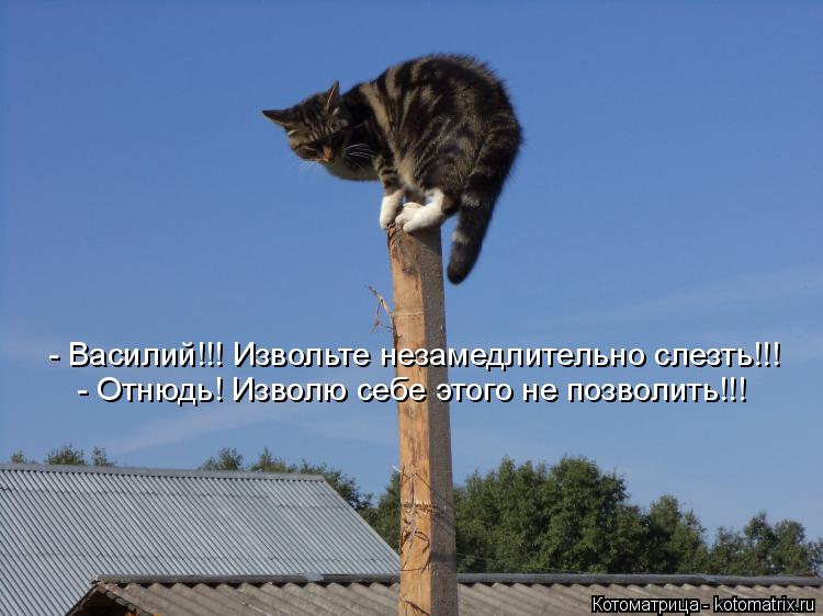 Котоматрица: - Василий!!! Извольте незамедлительно слезть!!! - Отнюдь! Изволю себе этого не позволить!!!