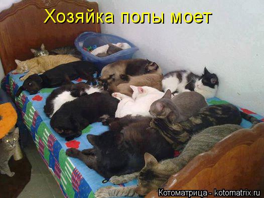 Котоматрица: Хозяйка полы моет