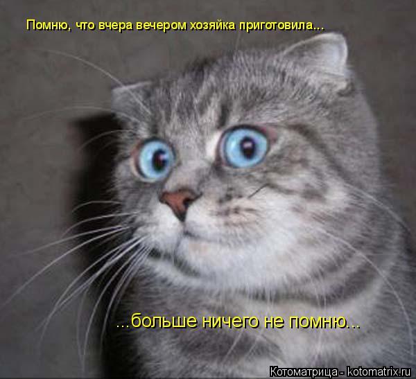 Помню, что вчера вечером хозяйка приготовила... ...больше ничего не помню...... Котоматрица: Помню, что вчера вечером хозяйка приготовила... ...больше ничего не помню...