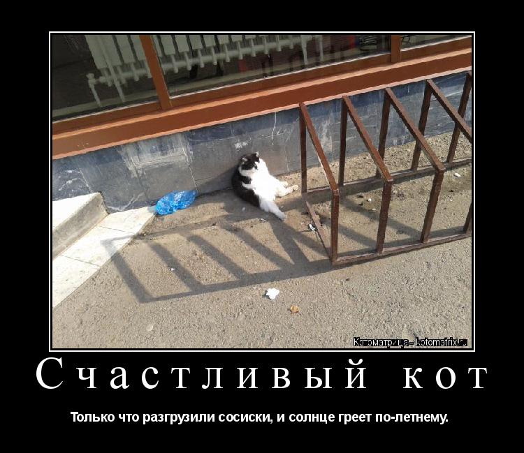 Котоматрица: Счастливый кот Только что разгрузили сосиски, и солнце греет по-летнему. 