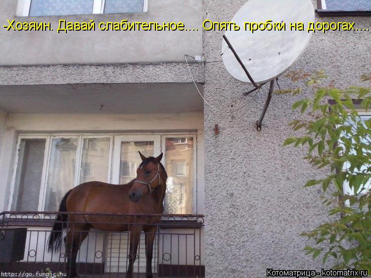 Котоматрица: -Хозяин. Давай слабительное.... Опять пробки на дорогах....