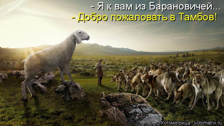 Котоматрица: - Я к вам из Барановичей... - Добро пожаловать в Тамбов!
