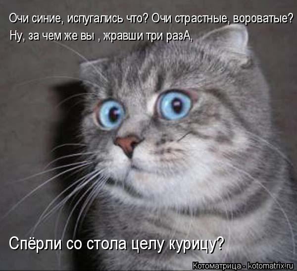 Котоматрица: Очи синие, испугались что? Очи страстные, вороватые? Ну, за чем же вы , жравши три разА, Спёрли со стола целу курицу?
