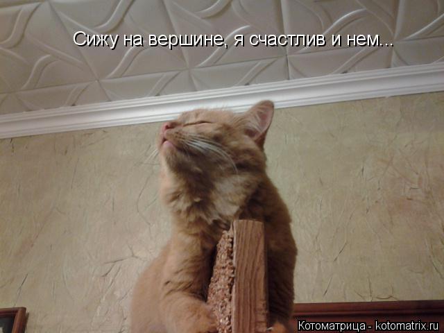 Котоматрица: Сижу на вершине, я счастлив и нем...