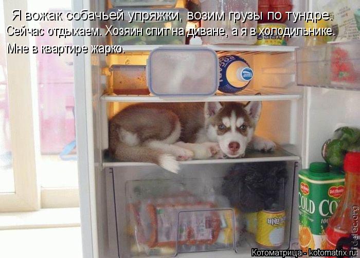 Котоматрица: Я вожак собачьей упряжки, возим грузы по тундре. Сейчас отдыхаем. Хозяин спит на диване, а я в холодильнике. Мне в квартире жарко.