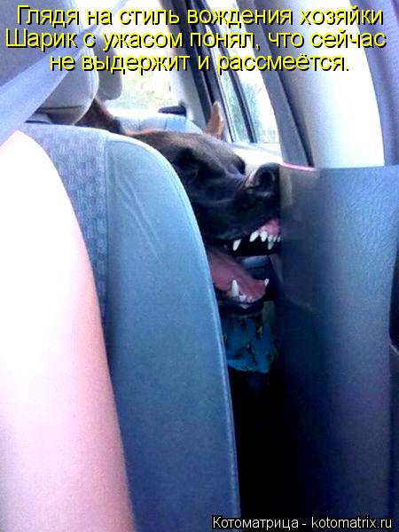 Котоматрица: Глядя на стиль вождения хозяйки Шарик с ужасом понял, что сейчас не выдержит и рассмеётся.