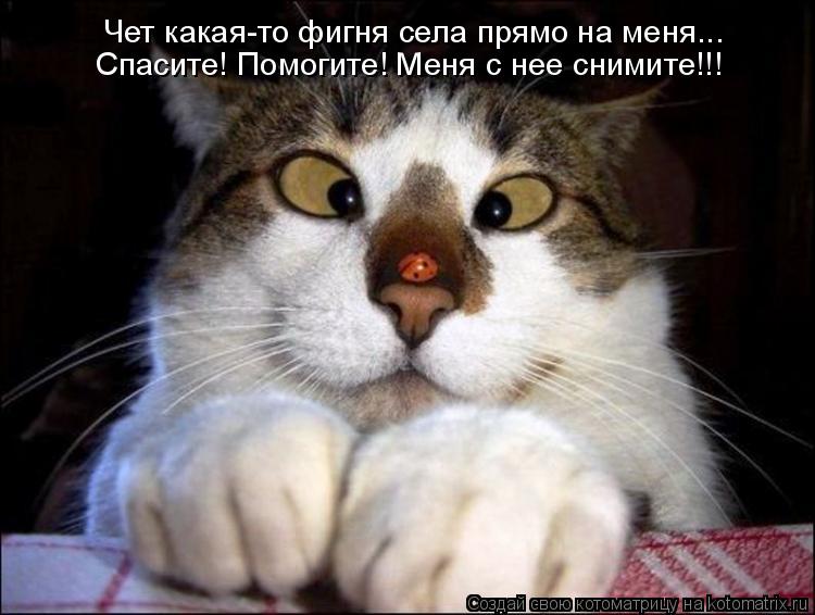 Чет какая-то фигня села прямо на меня... Спасите! Помогите! Меня с нее снимите!!!... Котоматрица: Чет какая-то фигня села прямо на меня... Спасите! Помогите! Меня с нее снимите!!!