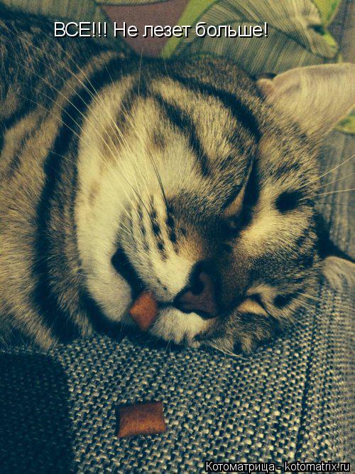 Котоматрица: ВСЕ!!! Не лезет больше!