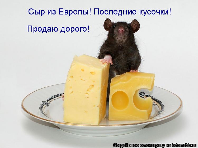 Сыр из Европы! Последние кусочки! Продаю дорого!... Котоматрица: Сыр из Европы! Последние кусочки! Продаю дорого!