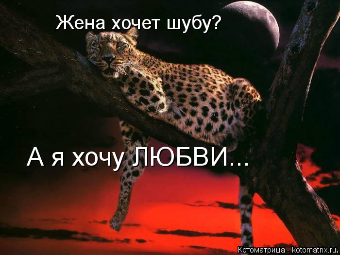 Жена хочет шубу? А я хочу ЛЮБВИ...... Котоматрица: Жена хочет шубу? А я хочу ЛЮБВИ...