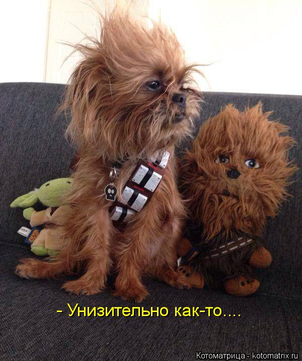 Котоматрица: - Унизительно как-то....