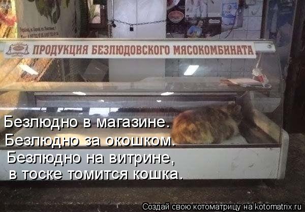 Безлюдно в магазине. Безлюдно за окошком. Безлюдно на витрине, в тоске томится кошка.... Котоматрица: Безлюдно в магазине. Безлюдно за окошком. Безлюдно на витрине, в тоске томится кошка.