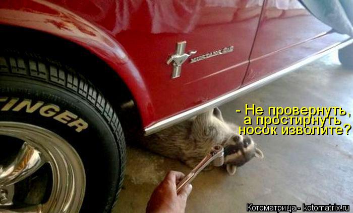 Котоматрица: носок изволите? а простирнуть - Не провернуть,