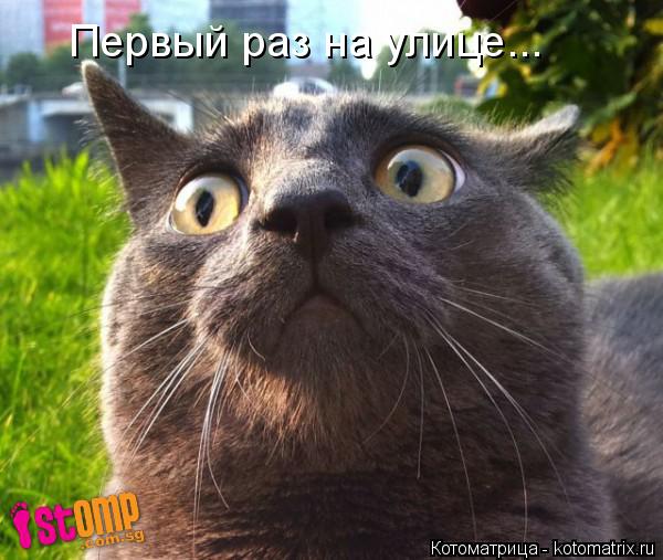 Первый раз на улице...... Котоматрица: Первый раз на улице...