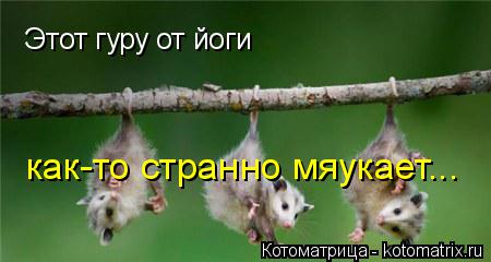 Этот гуру от йоги как-то странно мяукает...... Котоматрица: Этот гуру от йоги как-то странно мяукает...