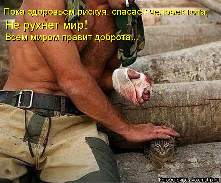 Пока здоровьем рискуя, спасает человек кота, Не рухнет мир! Всем миром правит доброта...... Котоматрица: Пока здоровьем рискуя, спасает человек кота, Не рухнет мир! Всем миром правит доброта...