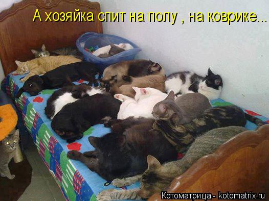 Котоматрица: А хозяйка спит на полу , на коврике...