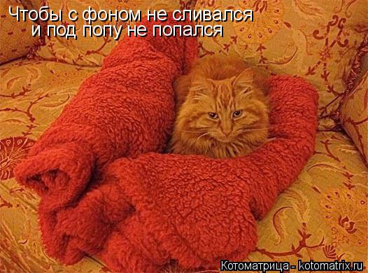 Чтобы с фоном не сливался и под попу не попался... Котоматрица: Чтобы с фоном не сливался и под попу не попался