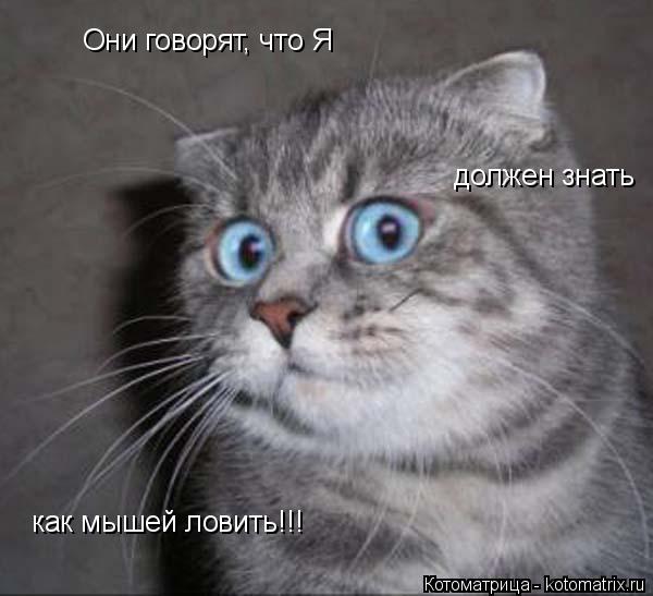 Котоматрица: Они говорят, что Я должен знать как мышей ловить!!!