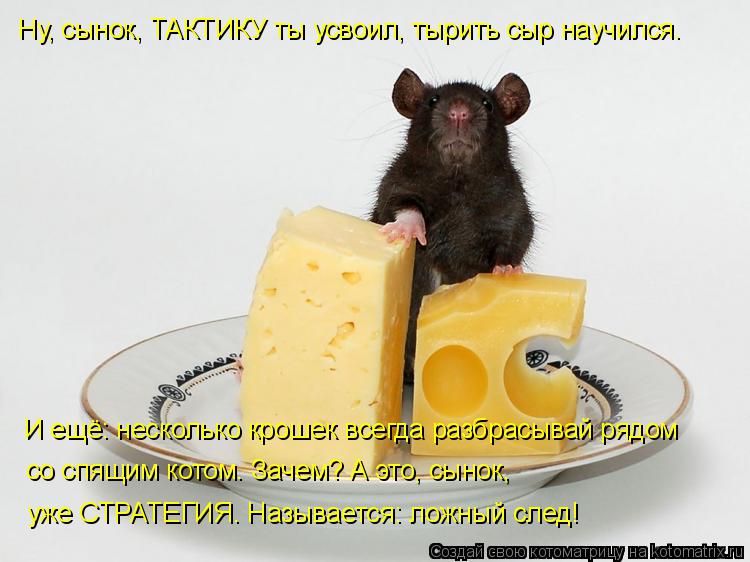 Котоматрица: Ну, сынок, ТАКТИКУ ты усвоил, тырить сыр научился.  И ещё: несколько крошек всегда разбрасывай рядом со спящим котом. Зачем? А это, сынок, уже С