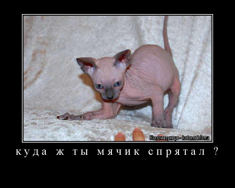 Котоматрица: куда ж ты мячик спрятал ? 