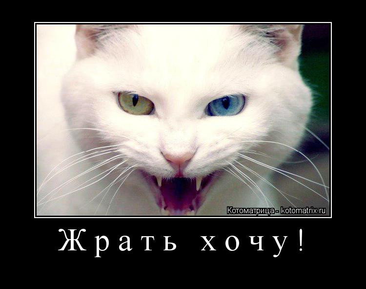 Котоматрица: Жрать хочу! 