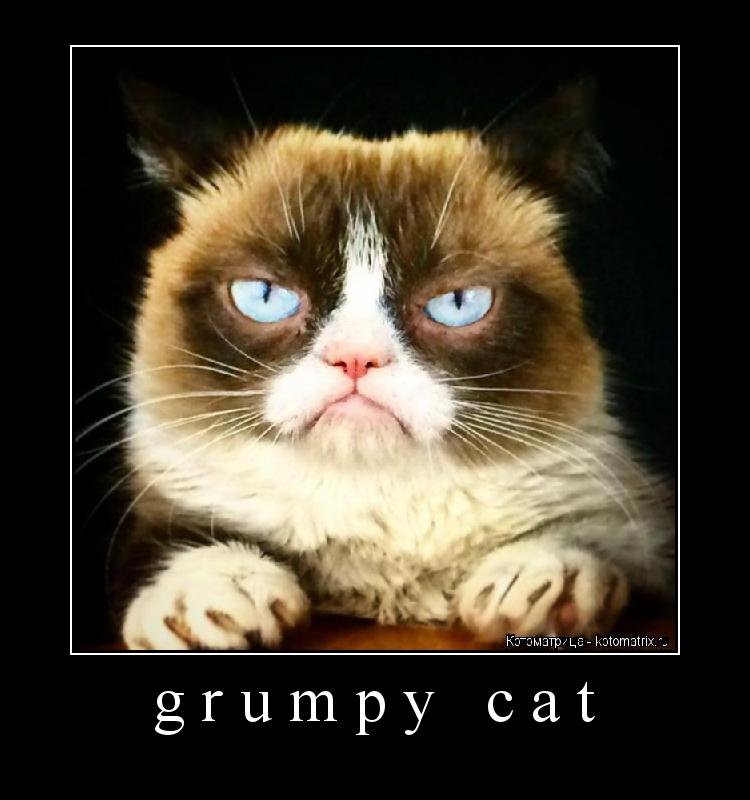 Котоматрица: grumpy cat 
