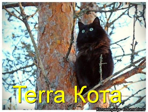 Котоматрица: Terra Кота