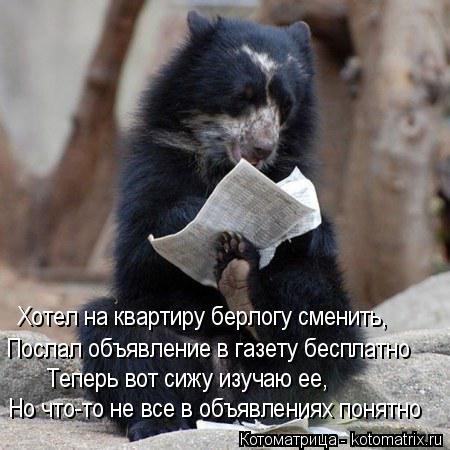 Котоматрица: Хотел на квартиру берлогу сменить, Послал объявление в газету бесплатно Теперь вот сижу изучаю ее, Но что-то не все в объявлениях понятно