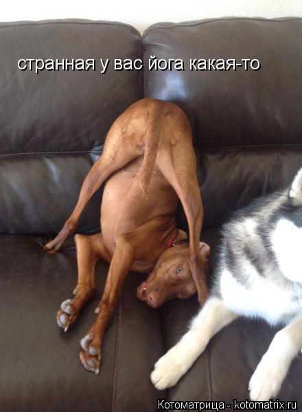 Котоматрица: странная у вас йога какая-то