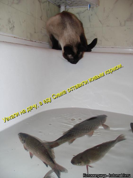 Котоматрица: Уехали на дачу, а еду Симке оставили живым кормом.