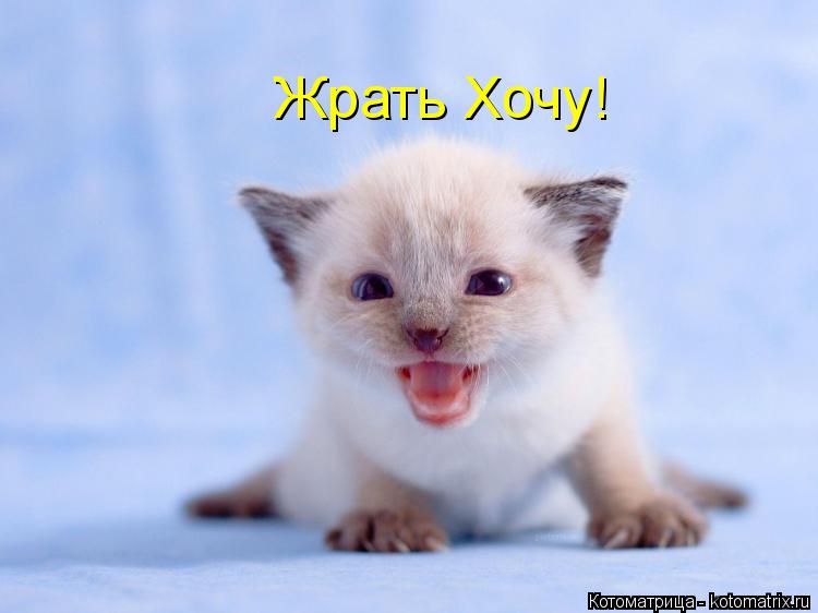Жрать Хочу!... Котоматрица: Жрать Хочу!