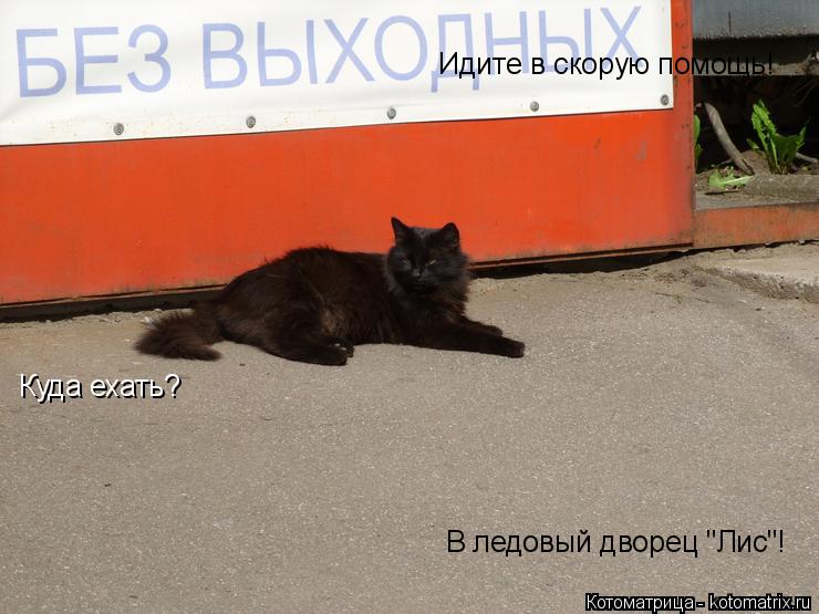 Котоматрица: Идите в скорую помощь! Куда ехать? В ледовый дворец "Лис"!