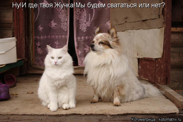 Котоматрица: Ну!И где твоя Жучка!Мы будем свататься или нет?