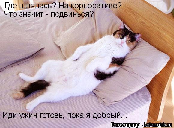 Котоматрица: Где шлялась? На корпоративе? Что значит - подвинься? Иди ужин готовь, пока я добрый...