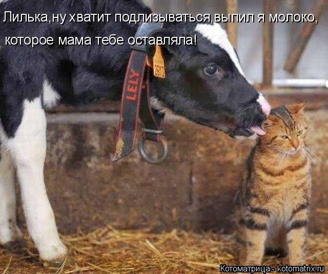Котоматрица: которое мама тебе оставляла! Лилька,ну хватит подлизываться,выпил я молоко,