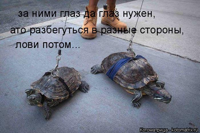 за ними глаз да глаз нужен, ато разбегуться в разные стороны, лови потом...... Котоматрица: за ними глаз да глаз нужен, ато разбегуться в разные стороны, лови потом...