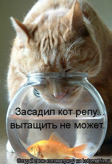 Котоматрица: Засадил кот репу... вытащить не может.