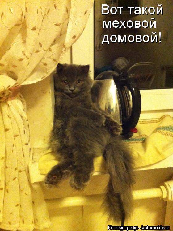 Котоматрица: Вот такой меховой домовой!
