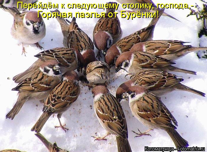Котоматрица: Перейдём к следующему столику, господа,- Горячая паэлья от Бурёнки!