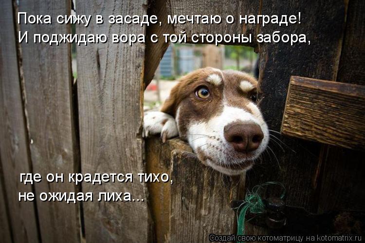 Котоматрица: И поджидаю вора с той стороны забора, Пока сижу в засаде, мечтаю о награде! где он крадется тихо,  не ожидая лиха...