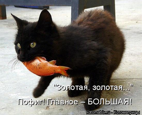"Золотая, золотая..." Пофиг! Главное – БОЛЬШАЯ!... Котоматрица: "Золотая, золотая..." Пофиг! Главное – БОЛЬШАЯ!