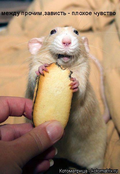 Котоматрица: между прочим,зависть - плохое чувство