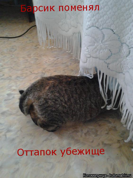Котоматрица: Барсик поменял  Оттапок убежище