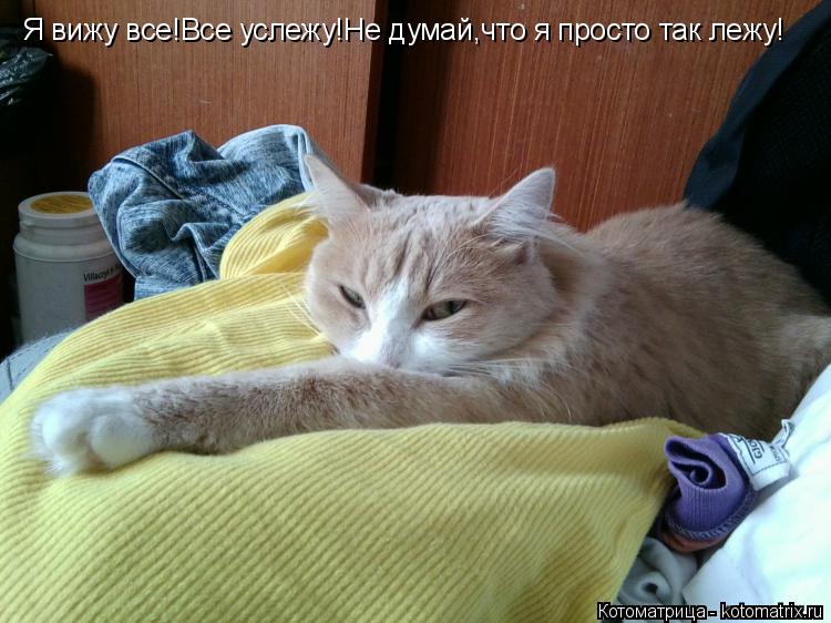 Котоматрица: Я вижу все!Все услежу!Не думай,что я просто так лежу!