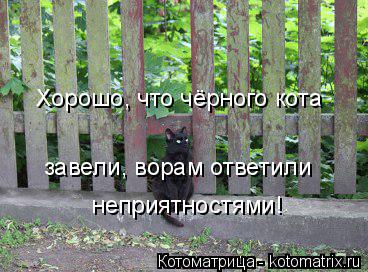 Котоматрица: Хорошо, что чёрного кота завели, ворам ответили неприятностями!