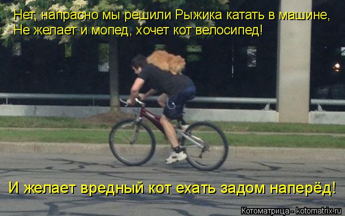 Котоматрица: Нет, напрасно мы решили Рыжика катать в машине, Не желает и мопед, хочет кот велосипед! И желает вредный кот ехать задом наперёд!