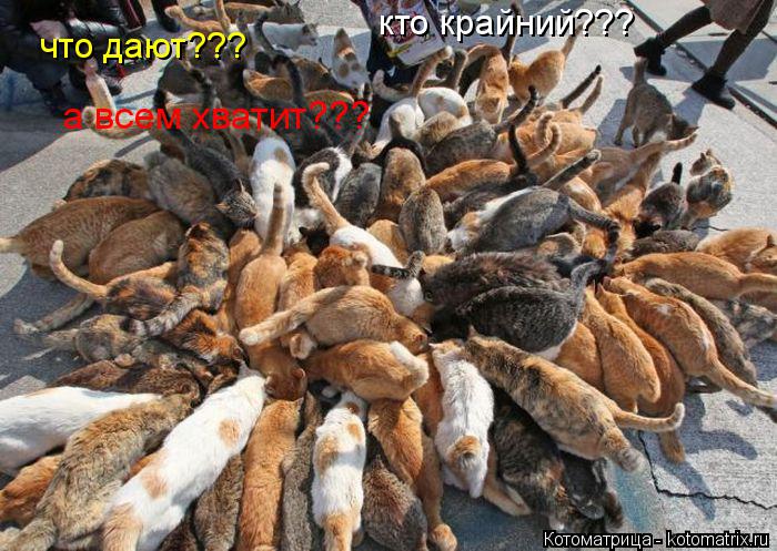 Котоматрица: что дают??? а всем хватит??? кто крайний???